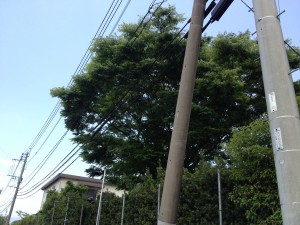 ケヤキ剪定前　電線接触