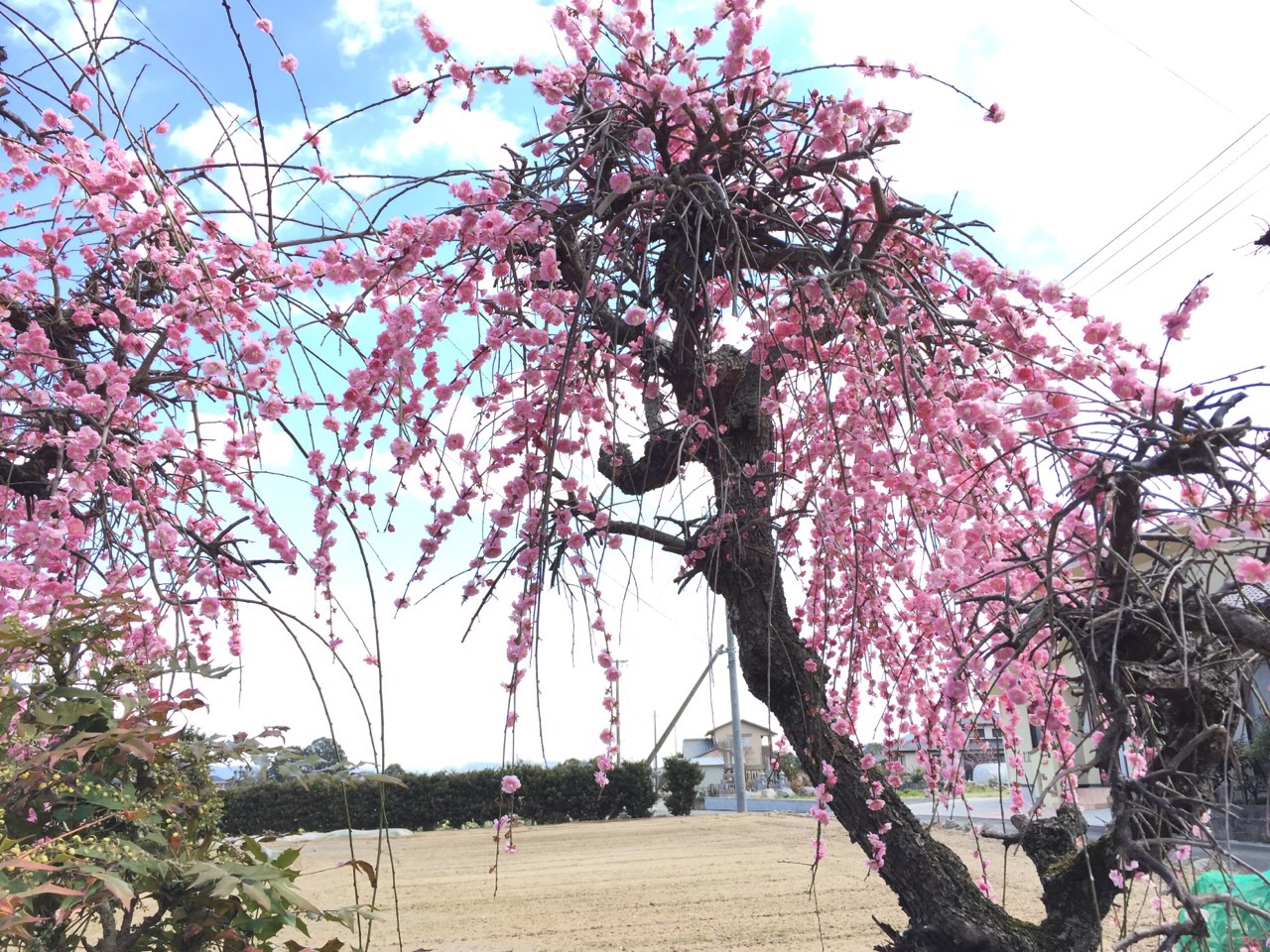 枝垂れ梅の剪定 ブログ 久留米市近郊での庭木や植木の剪定は宮原福樹園久留米店へ